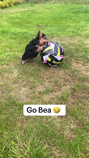 Yorkshire Terrier vs. Teacup Yorkie Size Comparison