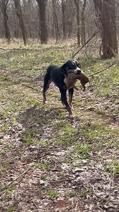 7.5K views · 10K reactions | Bacon retrieval! #hunting #workingdog #hound #walkerhound #plotthound #houndsman #pig #piglet #pigdog #pighunting #boar #shoat #texas #outdoors #dog #puppy #caught #bayed | Lite Hounds | Facebook