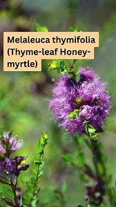 23 reactions | This small shrub is part of the Myrtaceae family and typically grows to a height of around 1 metre, making it perfect as a groundcover or low-growing hedge. The evergreen leaves on Melaleuca thymifolia are narrow and pointed while its purple flowers can bloom all year round. This plant is also great for attracting insects and birds to your garden. | Ultimate Backyard - For Australian Gardeners | Facebook