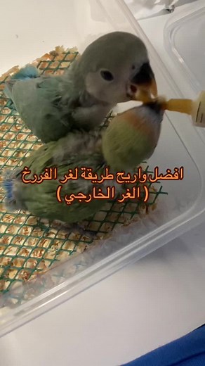 مكاو | MACAW على TikTok