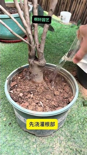 Secrets to Growing Perfect Camellias: A Beginner's Guide