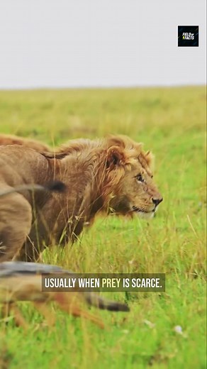 Africa is home to some of the world’s most dangerous animals — but the deadliest one is the last thing you’d expect. From lions and elephants to hippos and crocodiles, here’s the real ranking of Africa’s most lethal animals. #animals #africa #wildlifefacts #dangerousanimals #didyouknow #science #naturefacts #animalfacts #facts | Field of Facts
