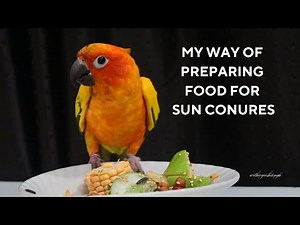 Preparing a Healthy Meal for My Sun Conures