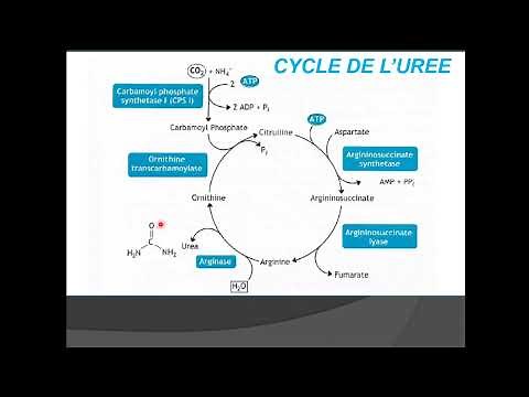 Métabolisme des proteines partie 2 cycle d'urée 1