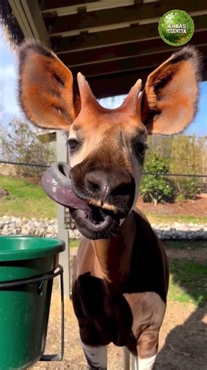 Таинственный окапи — лесной призрак Африки 🦌🌳 #животные #окапи #африка #wildlife #facts #shorst