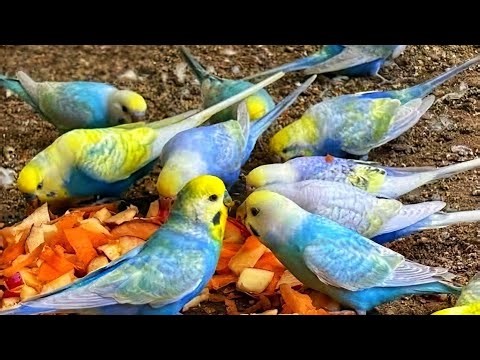 The Giant Alexandrine Parrot: Stallion Tota Training and Care Guide