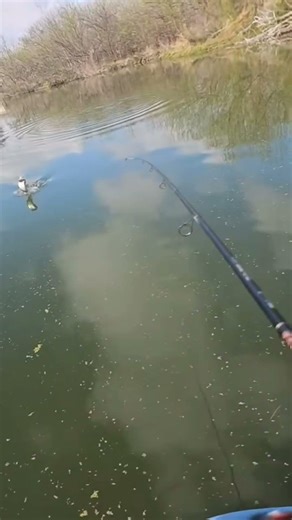 Bass Fishing Highlights