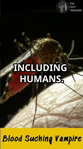 The Blood-Sucking Asian Vampire Moth!