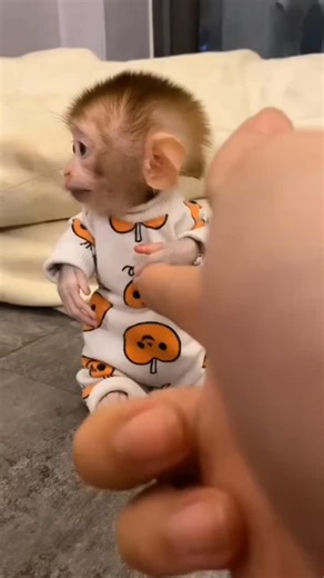 Baby Monkeyz on Instagram: "Smart baby monkey acting. . . . . #BabyMonkey​ #MonkeyLovers​ #viral #reels #trending #photography"