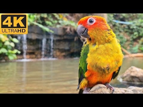 Happy sun conure singing sounds in the forest, conure relaxing sounds.