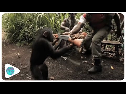 Monkey Plays With AK-47