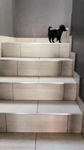 Zoomie and Co. Missing Mommy - Hilarious Family Moments