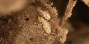 These are the most termite-infested cities in the US
