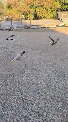 Domestic ducks flying.