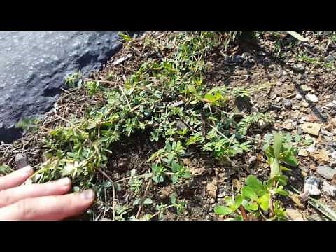Purslane vs Spurge