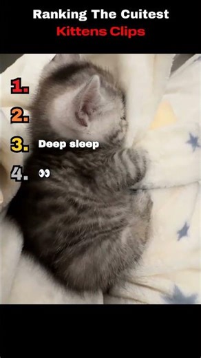 CUITEST CATS I EVER SEEN