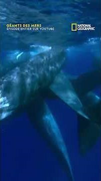 A baby sperm whale and its mother continue to communicate, even when she goes hunting