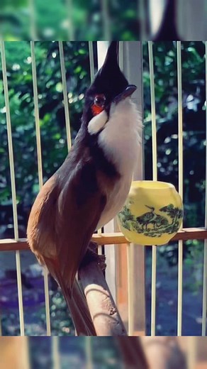 Top 3 Thức ăn cho Chim Chào Mào Căng Lửa