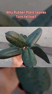 Stop Rubber Plant Yellow Leaves Issues - Rubber Plant Care Indoors