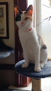 Little JAVA her photos don't do her justice pretty talkative girl can you give her a forever home 🐈 | Allerton Cat Rescue