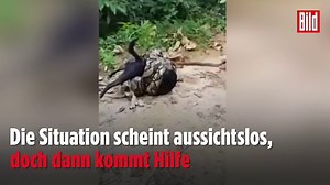 Wauwau im Würgegriff | Dorfbewohner retten Hund vor Python