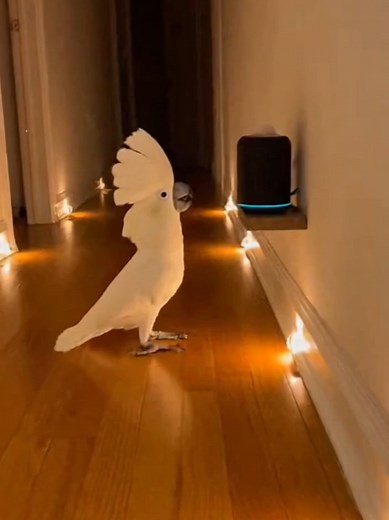 Babagai’s 2AM Disco Party: Fun with a Dancing Parrot