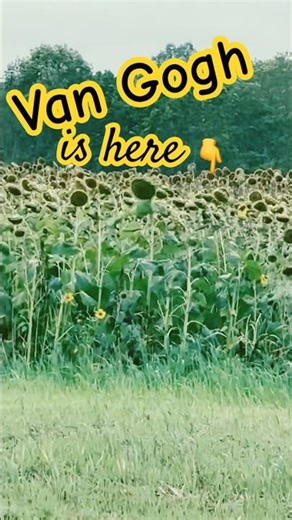Finding Vincent/Pennsylvania Sunflower Field