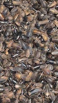 Breeding Dubia Roaches #reptiles #dubia #roach #breeding #breeder #bug #bugs