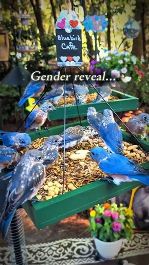 Eastern Bluebirds: A Flash of Blue in the Morning Light💙🌄