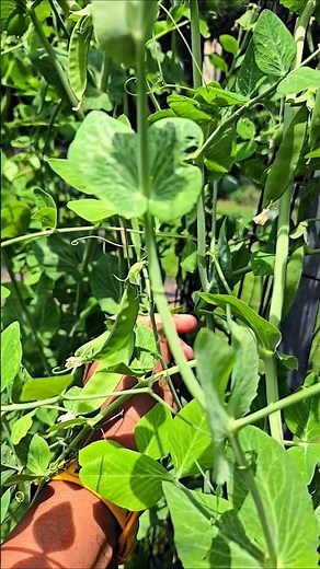 My Sugar Snap Peas Finally Produced… and I Became the Pest 🌱😂 #gardening #homegrownfood