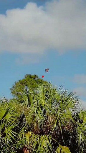 SHOTKAM Quail Hunt in Florida
