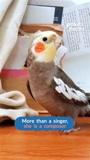 51K views · 3.3K reactions | What happens when a #musical #bird is on the stage! | Poke My Heart | Facebook