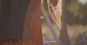 8.2K views · 79 reactions | The Cork Oak (Quercus suber) harvest season has just begun, and it’s a beautiful time to be in the Montado Forest! Immerse yourself in one of the world’s most biodiverse regions the world, and discover how cork has been harvested for centuries, from bark to bottle, without ever harming a single tree! | "100% Cork" | Facebook