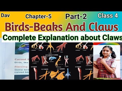 Dav Class 4 science chapter 5 Birds-Beaks and Claws || birds beaks and claws Class 4 Science D.a.v