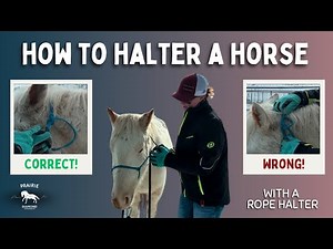 How to Halter a Horse with a Rope Halter