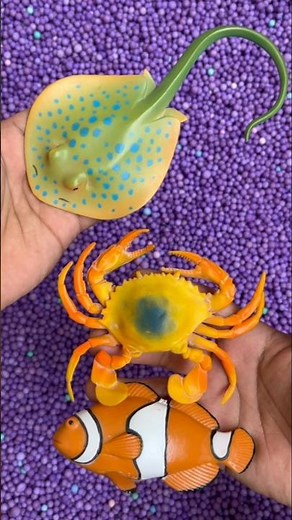 con cua, cá #animals