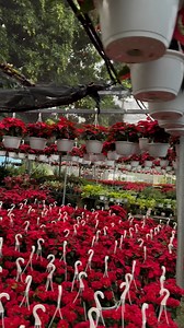 Ya llegó la navidad a vivero El jardín 🪴 Tenmos las pascuas más lindas ¡Visítanos! Estamos localizados en la carr.177 Esquina Santa Rosa Urb.San Juan Garden, detrás de la Universidad Interamericana METRO. Te puedes comunicar al 787-751-8530 ¡Te esperamos!#orquideas #orquideasbanda #orquideasexoticas #orquideaspuertorico #orquideasdelmundo#jardines #viveroeljardinoficial #pascuas2024 | Vivero El Jardín