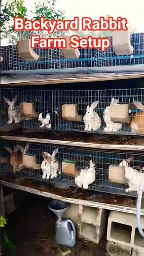 Backyard Rabbit Farm Setup 🐇 | Battery & Wooden Cage System #shorts