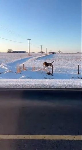 The Lion's Flash Mob in Front of the Red Barn
