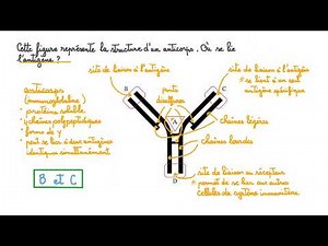 Antigène vs Anticorps : Structure, Fonction et Rôle dans le Système Immunitaire 🦠🔬