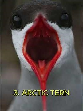 Top 5 Animals That Travel the Longest Distances on Earth