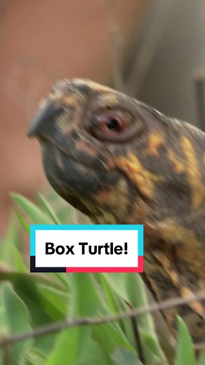 Happy #WorldTurtleDay! 🐢 The box turtle’s shell is one of nature’s amazing defensive Creature Powers! #wildkratts #boxturtle #turtle #krattbrothers @Wild Kratts