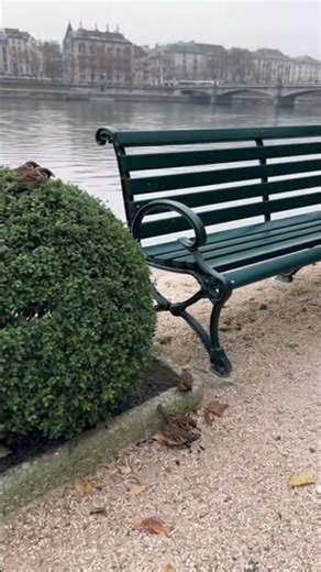 The photographer and the sparrows 2 #watch #nature #mirceablanaru #birds #sora2