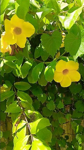 Beautiful Flowers Golden Trumpet, Yellow Bell, or Buttercup Flower 🌼 Florida, USA #flowers #flower