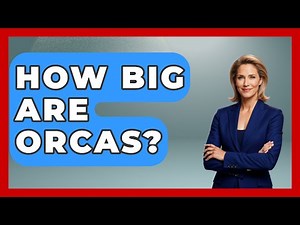 How Big Are Orcas? - The Wild Life Explorer