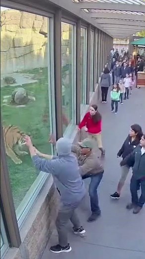 Terrifying Tiger Glass Attack | Zoo CCTV Footage