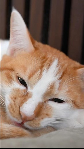 絶対にお返事してくれる子猫