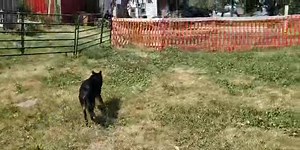 White Paws German Shepherd Rescue on Reels