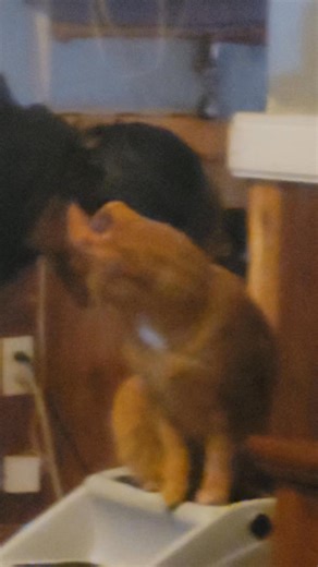 Huggies #pshellonyoutube #dando #cat | Pshell On