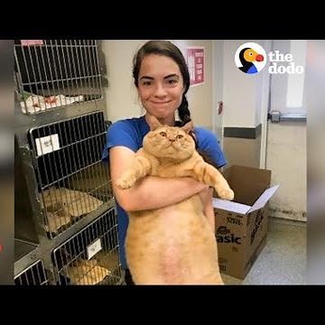 HUGE Cat Finds Perfect Family | The Dodo